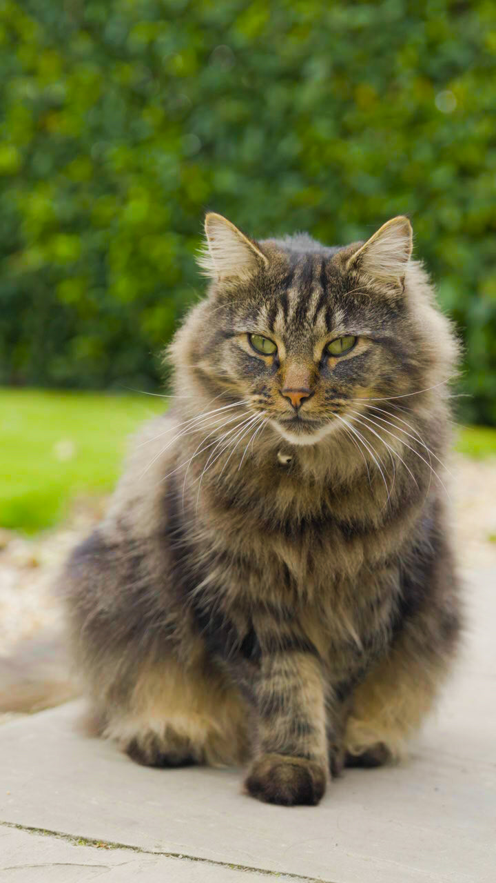Omega-3 for Cat Skin & Coat Health - Merlins