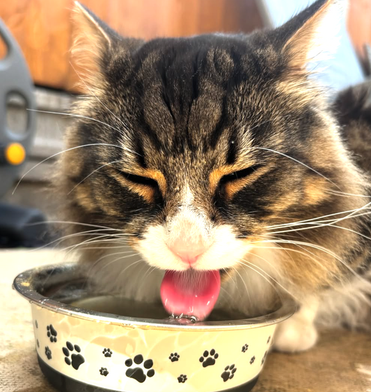 🐟 How To Introduce Salmon Powder For Your Cat
