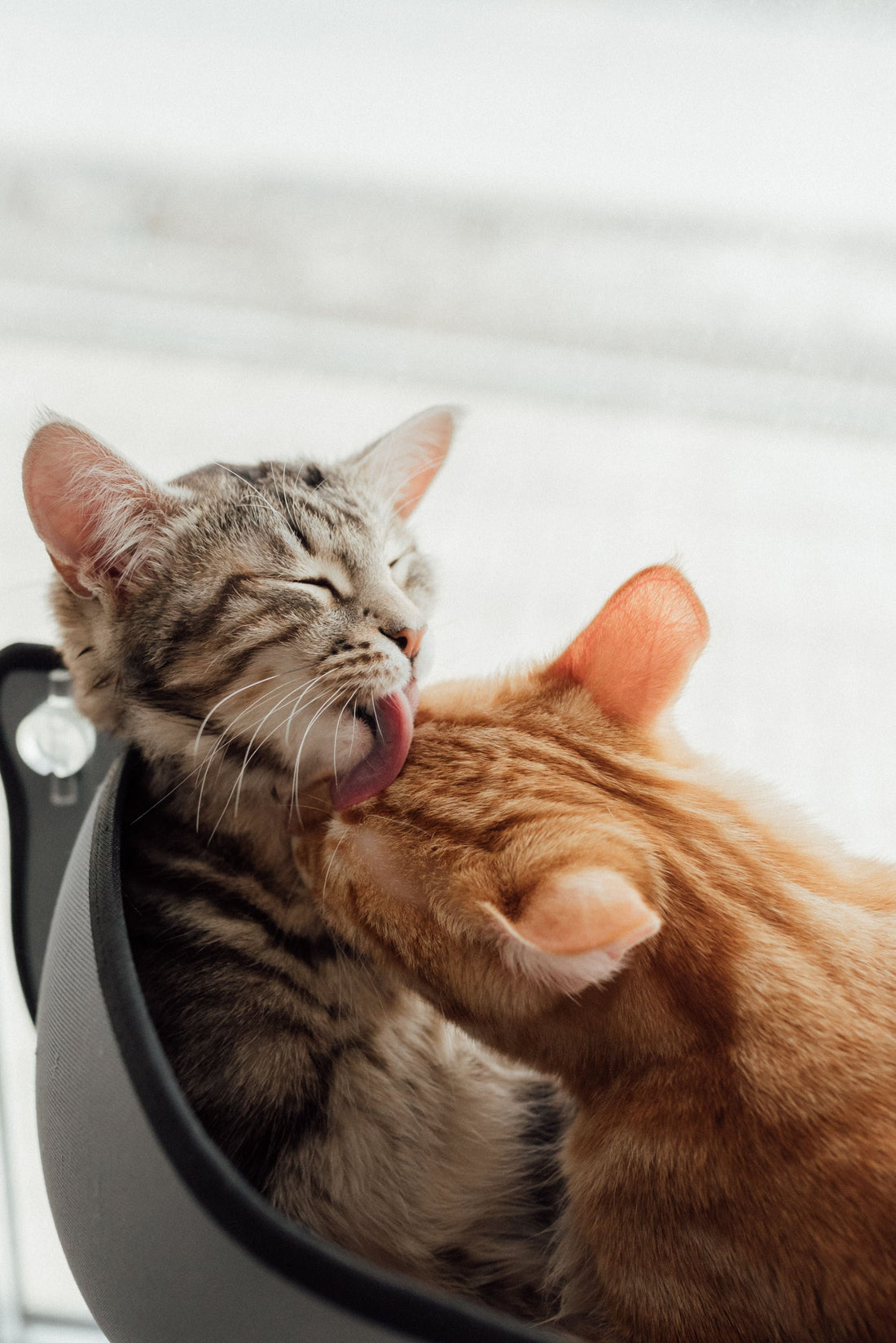 How to Improve Your Cat's Coat: A Complete Guide