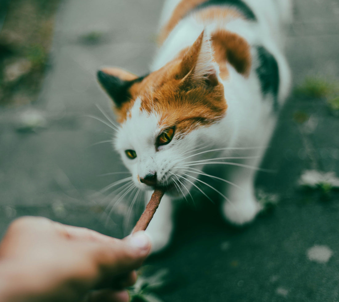 Why Is My Cat a Fussy Eater? (And How to Fix It Naturally) - Merlins