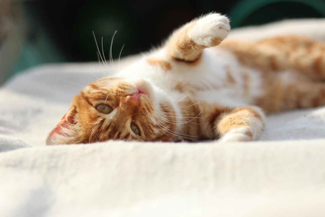 Best Supplements for Cats: What Actually Works (and What Doesn't)