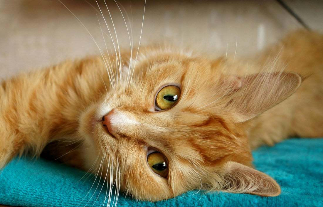 Omega-3 for Heart Health in Cats: Why It Matters More Than You Think - Merlins